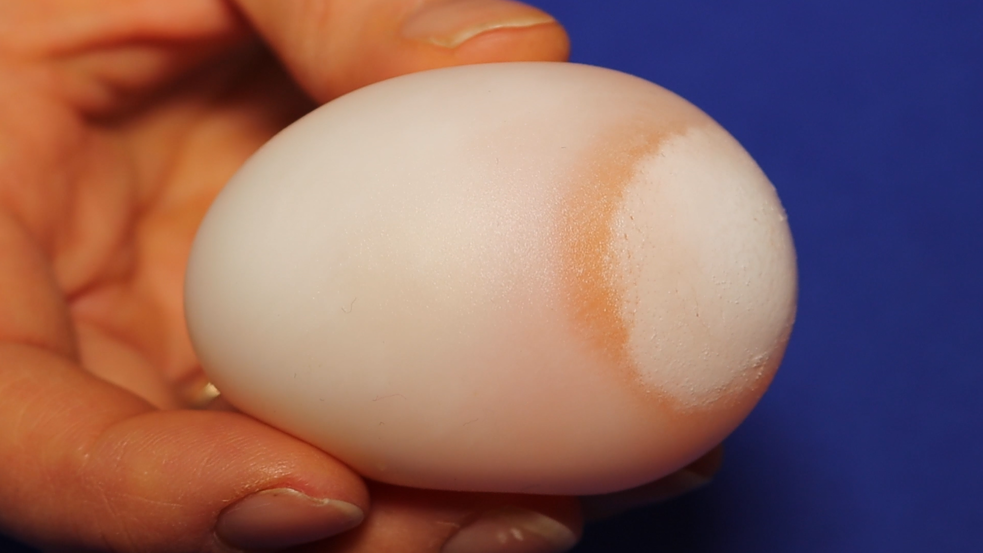 SFF 2021 | GUB Explorer Channel - Experiments with Eggs