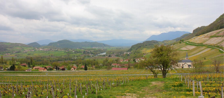 Weinbau in der Savoie, in der Nähe von Yenne