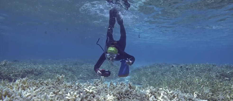 SFF 2021: Reef Rescue