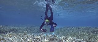 SFF 2021: Reef Rescue &copy; © Merit Motion Pictures, ARTE, CBC, NOVA, VULCAN SFF 2021: Reef Rescue