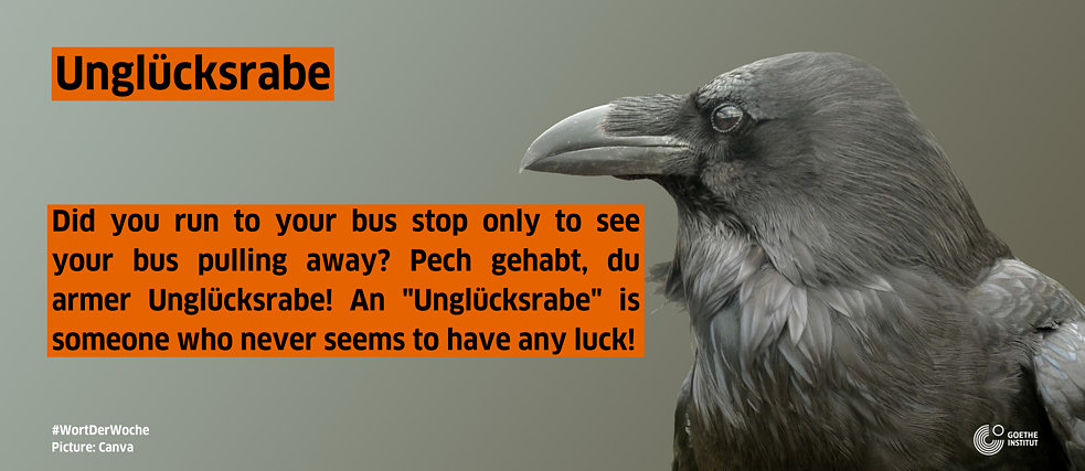 Grey background with a photograph of a raven. Black text with an orange background which gives a definition of the word "Unglücksrabe" in English