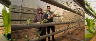 Eine Frau und ein Mann begutachten Jungpflanzen, die in einem Gewächshaus hydroponisch angebaut werden.