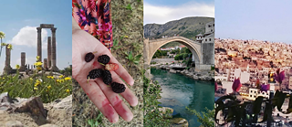 Four photos. From left two right: A tall old bridge over a river in Mostar, a small town. A hand holding several ripe mulberries. Two empty coffee cups on a terrace overlooking the city of Amman. An old mulberry tree.