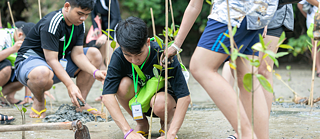 Planting new mangrove trees together