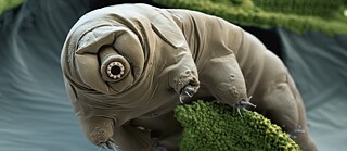 Enhanced SEM image of a tardigrade (Macrobiotus sapien), colloquially known as a “water bear,” in moss.