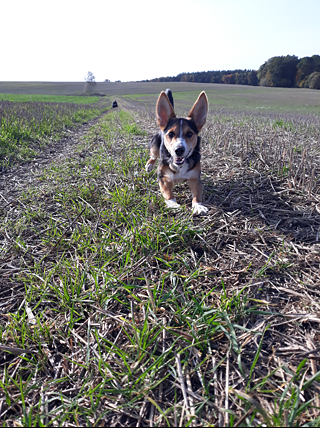 „Großartiger Springer“ von Blanka Agnieszka B. aus Polen