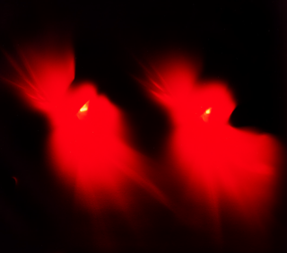 Print by John Hussain Flindt