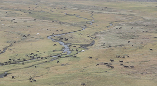 Es fehlt die romantische Weite. Stattdessen sieht man den Menschen, der in sie hineinschaut (eine Art Vorschlag für die Weite mit ihrer Abwesenheit), und einen buchstäblichen Blick, wie die besetzte Weidefläche aussieht. 
