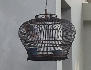 Cagedbirdsitsstill_CakrahomestaySurakarta  © © Kiraṇ Kumār Cagedbirdsitsstill_CakrahomestaySurakarta