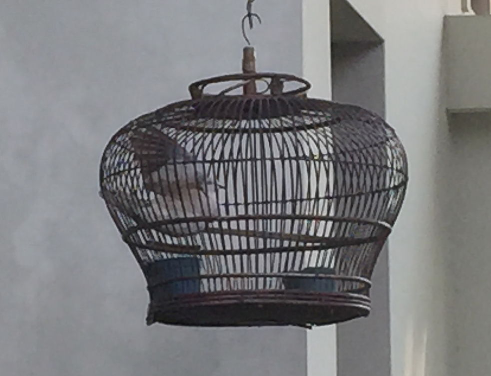 Cagedbirdsitsstill_CakrahomestaySurakarta 
