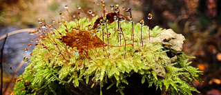 Moss in the woods