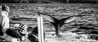 Tail of a whale in the water from a boat
