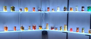 Eternal Flame. Rayna Teneva 2