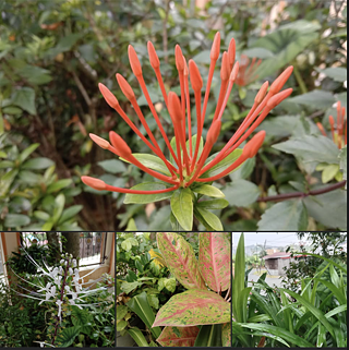 In Indonesien gibt es keinen Frühling, nur die Trockenzeit und die Regenzeit. Meine Lieblingsjahreszeit ist die Regenzeit, weil das Wetter kühl ist. Dies sind einige Fotos der Pflanzen in meinem Haus