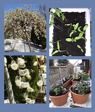 Frühling ist für mich die schönste Jahreszeit. Der Tag wird länger, die Sonne scheint intensiver und die Natur wird bunt. Frühling in meinem Garten: Schmetterlinge, Binen, Blumen und Pflanzen