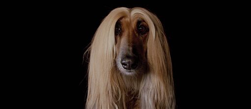 In front of a black background a dog with light brown fur is seen, whose gaze is directed frontally into the camera. He has long wavy blonde hair that resembles human hair.
