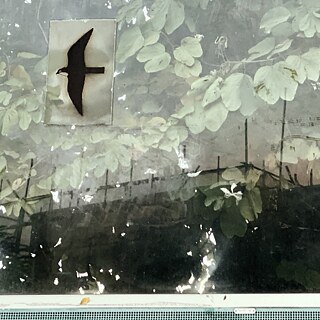 A Messenger_Quadratisch