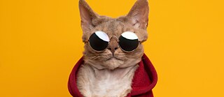 Germania e moda, un binomio? Non si direbbe / In foto, un gatto con felpa rossa e occhiali da sole.