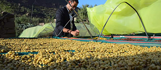 Abdul Latif Al-Jaradi dans les plantations de café