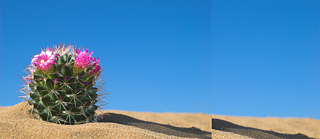 Cactus Flower Banner