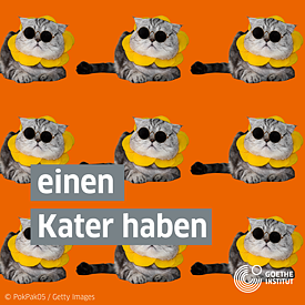 Instagram-Post zum Weltkatzentag