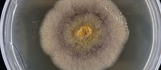 Sound for Fungi Photo