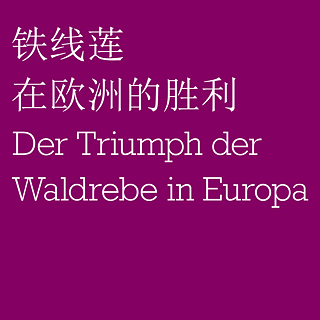 Der Triumph der Waldrebe in Europa