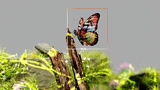 Nidia Dias & Google DeepMind / Better Images of AI / AI for Biodiversity 