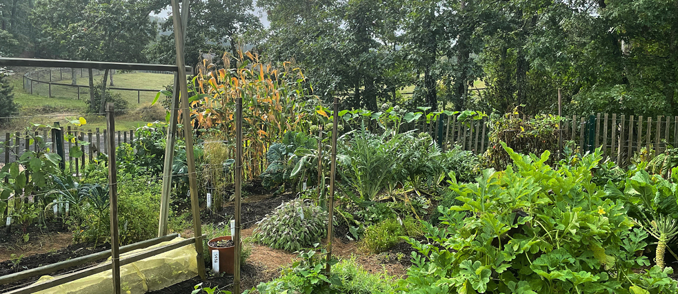 Garten Bild eines grünen Gartens