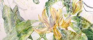 Botanical Sketching_Nirupa Rao_CZ