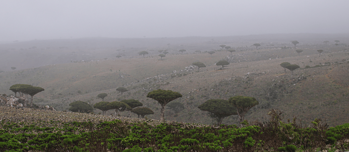 Kulturelles Erbe Sokotras 04