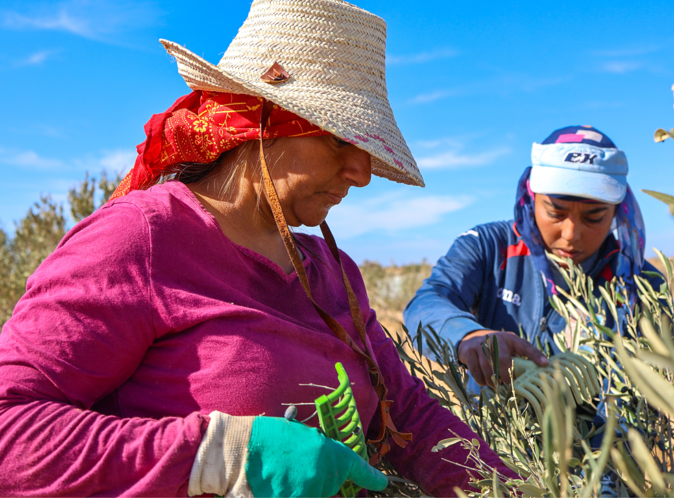 صورة لسونيا وابنة عمتها نجوى أثناء جمع الزيتون. كانوا يستخدمون في الماضي قرون الخراف، أما الآن، فيستخدمون شوكات بلاستكية.  