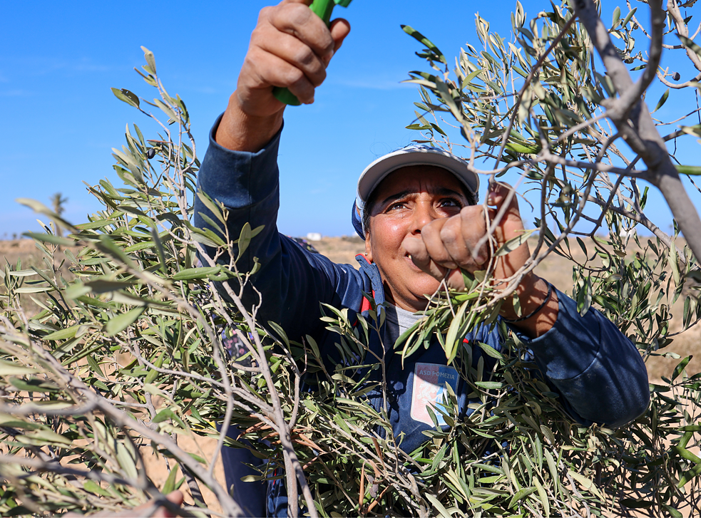 شبت نجوى لتصل إلى أعلى الأغصان. 
