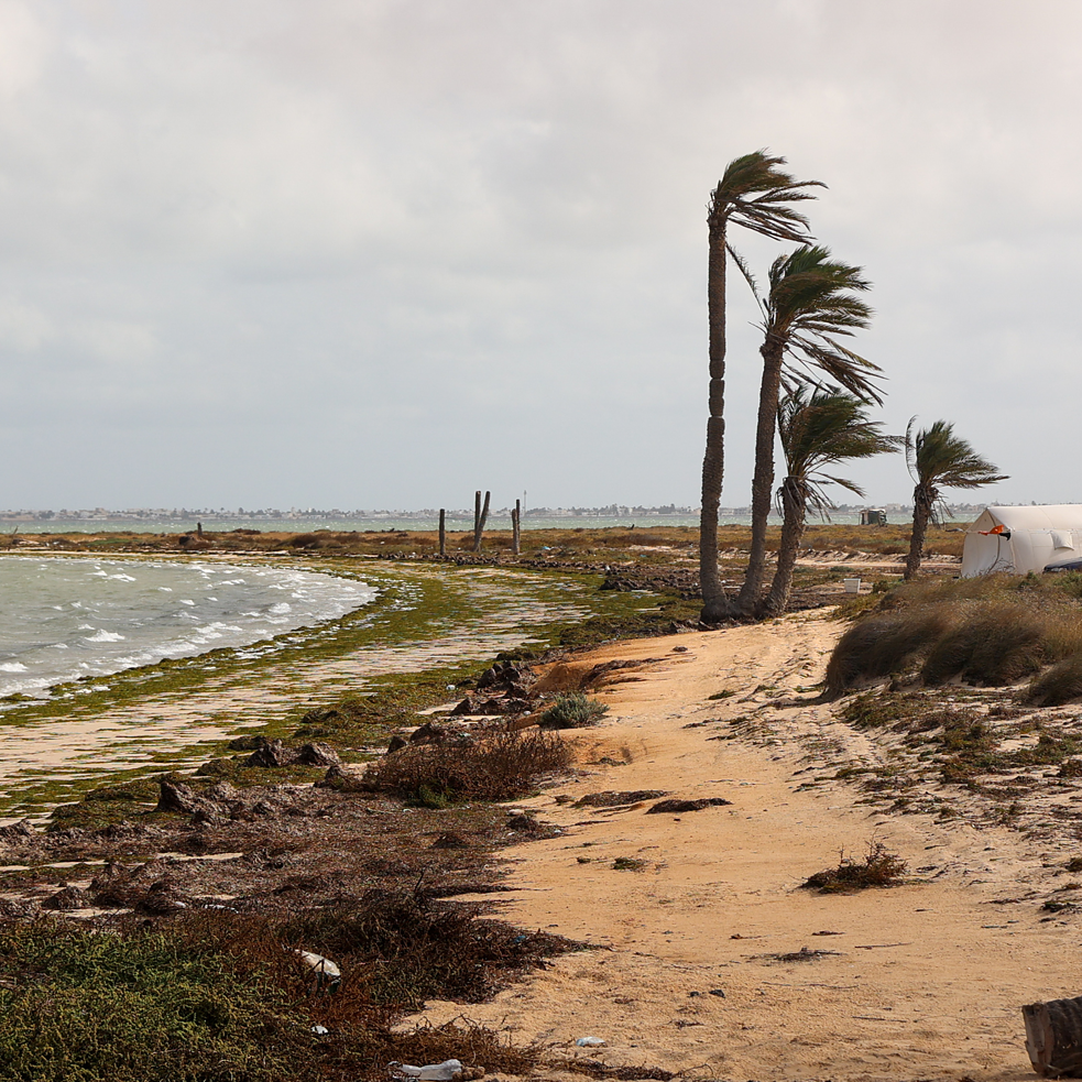 Stürmische Winde verwehen Palmen am Strand