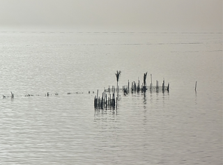 صورة لإحدى مصائد الشرفية: أعواد سعف النخيل تطل خارج المياه. يسكن قرقنة قرابة الـ 15 ألف نسمة، يعيش الكثيرون منهم على صيد الأسماك بالطريقة التقليدية.   