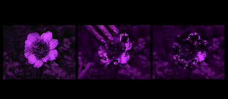 Standbilder aus "Plant Stress (SPF 50)" von Moritz Fehr.