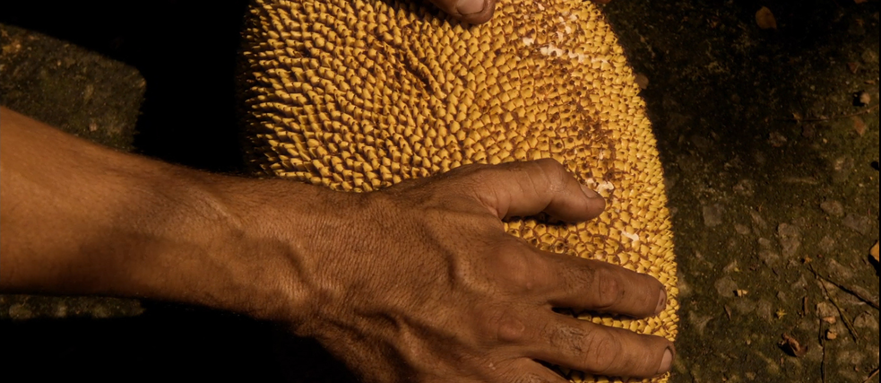 Zizi (ou oração da jaca fabulosa). Brasil, 2025, Dirección: Felipe M. Bragança. Berlinale Forum Expanded. 