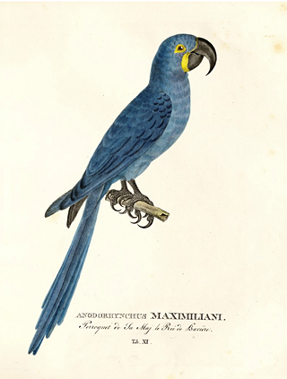 Lithografie einer von Spix gesammelten blauen Ara-Art, benannt zu Ehren von König Maximilian Joseph von Bayern