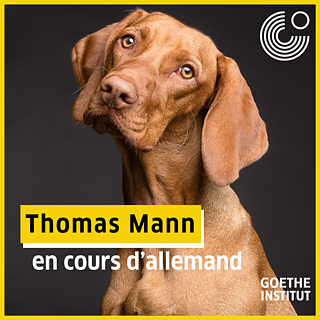 Hund schaut schief zur Seite Quadrat 