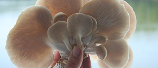 Champignon de la Floating University 