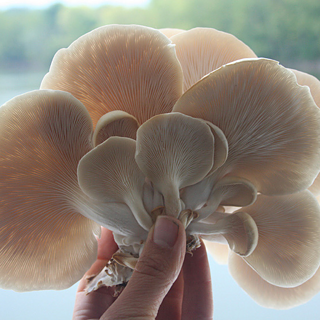 Champignon de la Floating University 