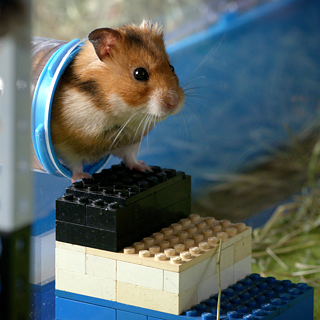 Hamster on lego