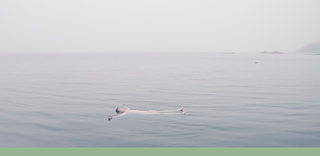 Doireann O’Malley,  Maolaigh, film still, 2023_2024