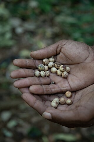 Artist: Abhijit Patil, Antiaris seeds, February 2024