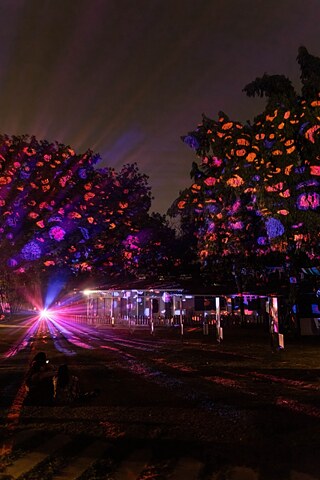 Before Seeds see the light (Photo 5)