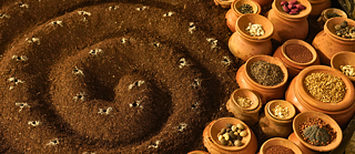 Seed Stories Exhibition