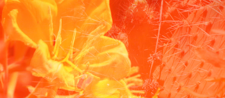 FILMS FOR CROSSROADS by Halina Kliem | Flower + Cactus