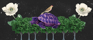 Serie “Mirasawá”.