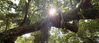 Regenwald in Manaus, Brasilien. 