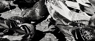 Schwarz-weiß-Fotografie von mehreren Tauben, die dicht gedrängt auf dem Boden sitzen und picken. Die Bildkomposition zeigt Details der Federn und Körper der Vögel in starker Kontrastbeleuchtung. Das Foto stammt aus der Serie ‚Mineriada‘ (2014–2022) von Anton Roland Laub.